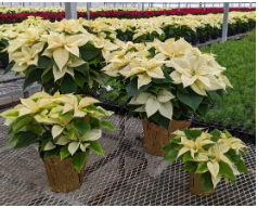 White Poinsettia